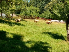 IMG_20160710_130152380_HDR